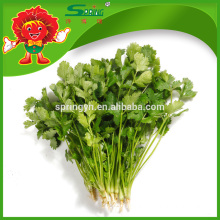 Supplier of fresh Chinese parsley